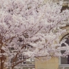 京都 校舎の桜 