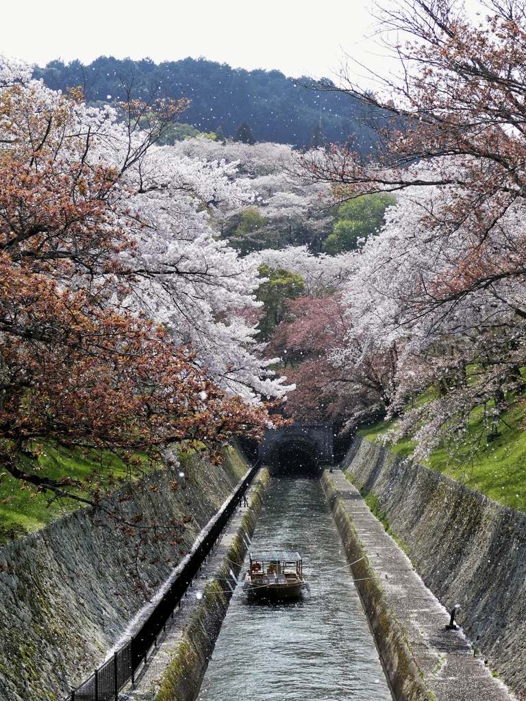 滋賀 琵琶湖疎水 桜吹雪