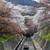 滋賀 琵琶湖疎水 桜吹雪