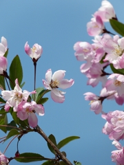 札幌 春の花