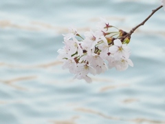 弘前 桜と波