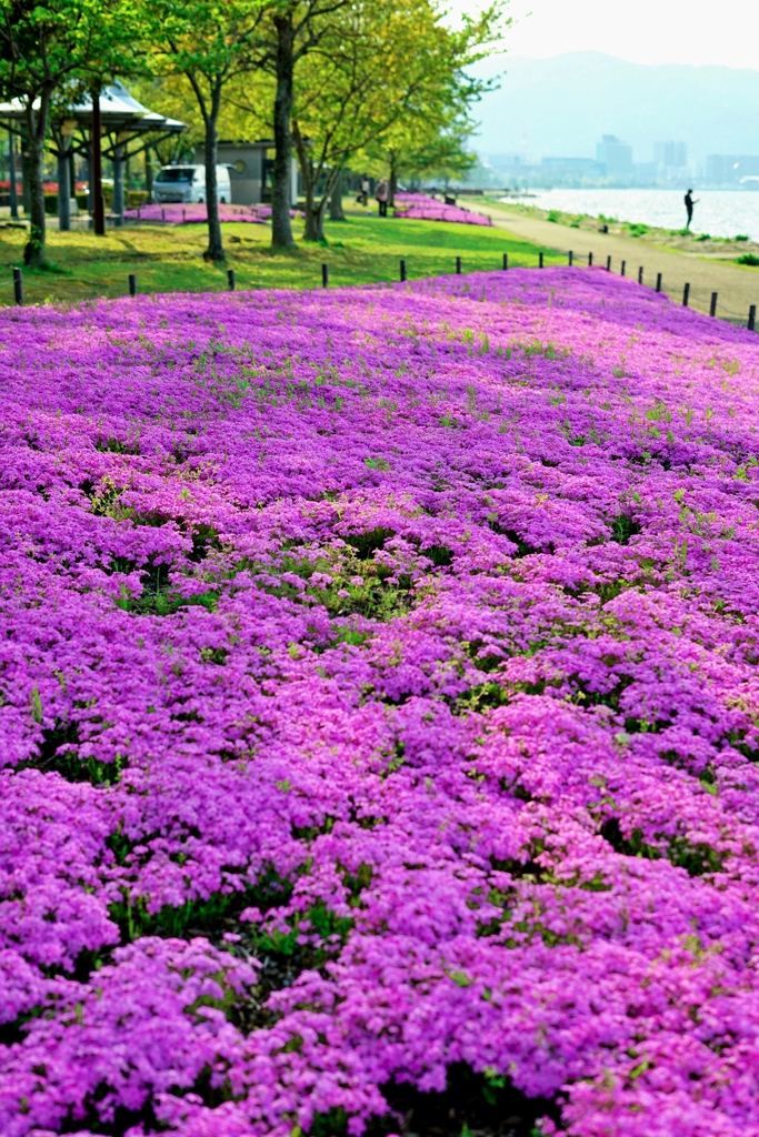 大津 湖畔の芝桜