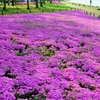 大津 湖畔の芝桜