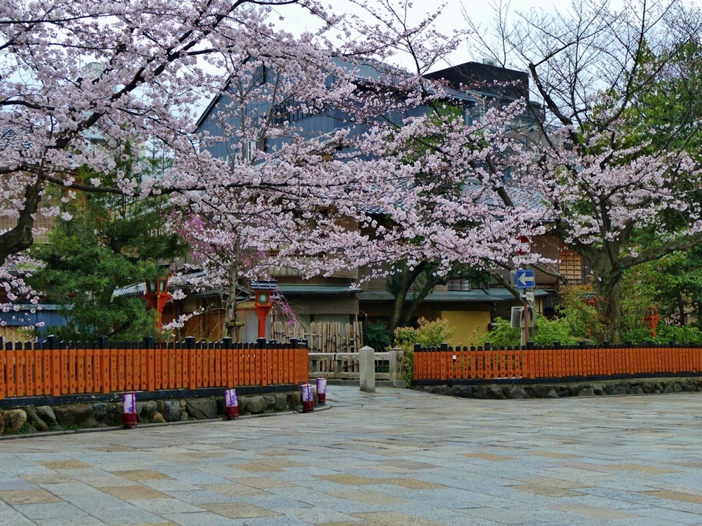 京都 巽橋 桜満開に迎え