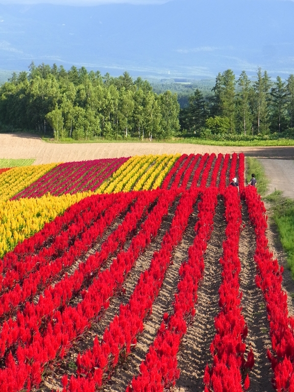 北海道 美瑛