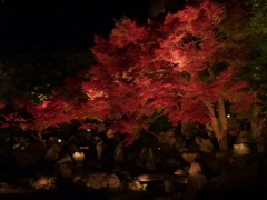 京都 圓徳院 もみじ