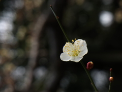 岡山 後楽園 白梅