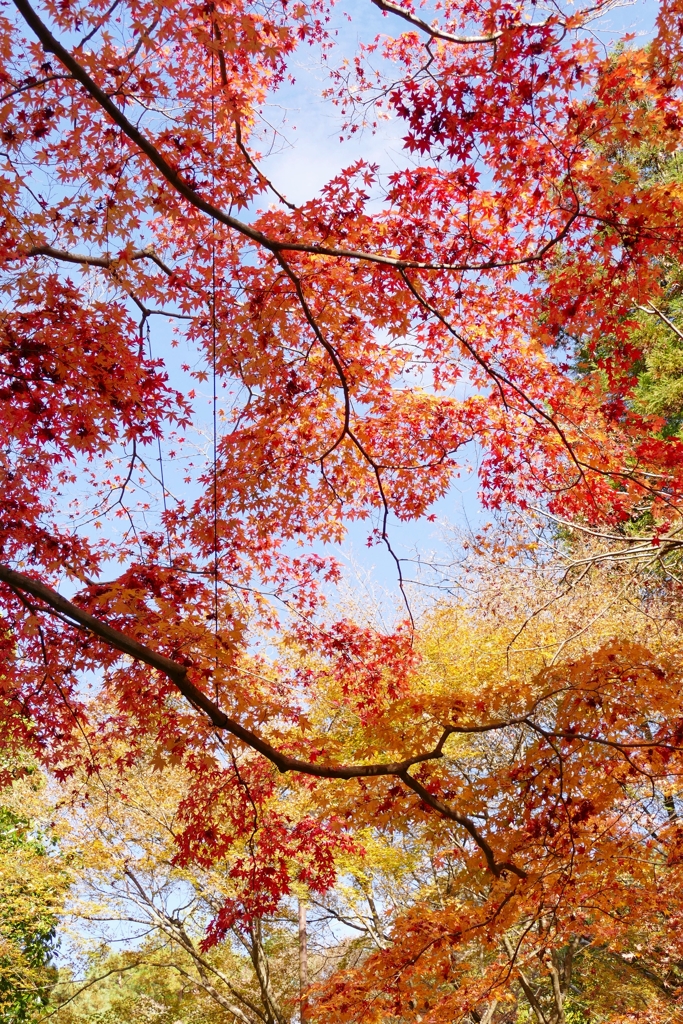 京都 爽やかな秋空