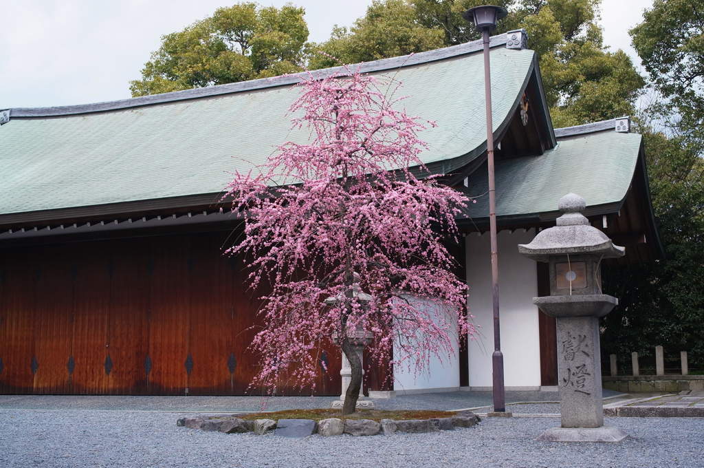 京都 城南宮 梅