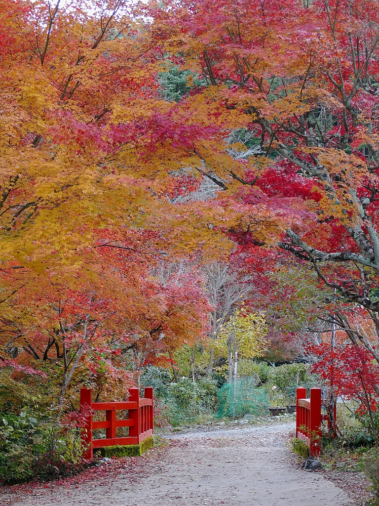 亀岡 神蔵寺 秋の彩り