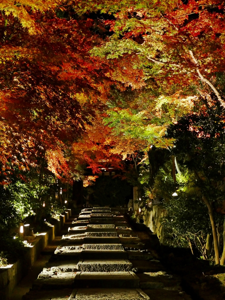 京都 高台寺 晩秋ならではの輝き