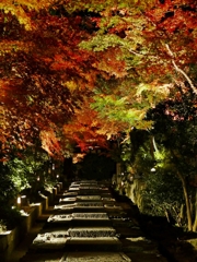 京都 高台寺 晩秋ならではの輝き