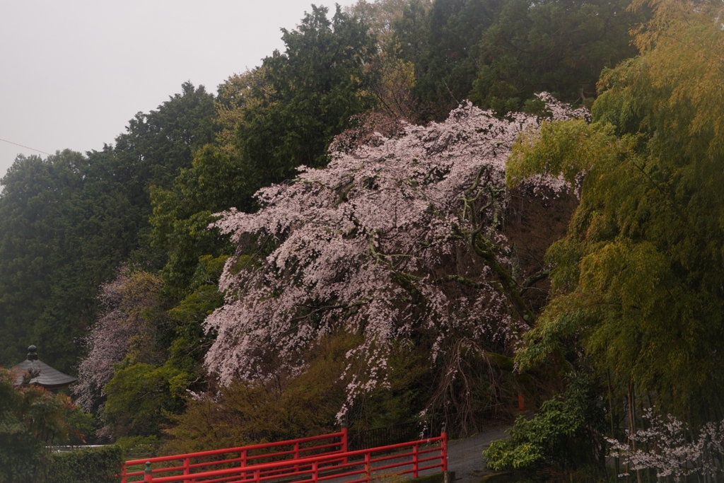 京都 正法寺 雨中のしだれ桜