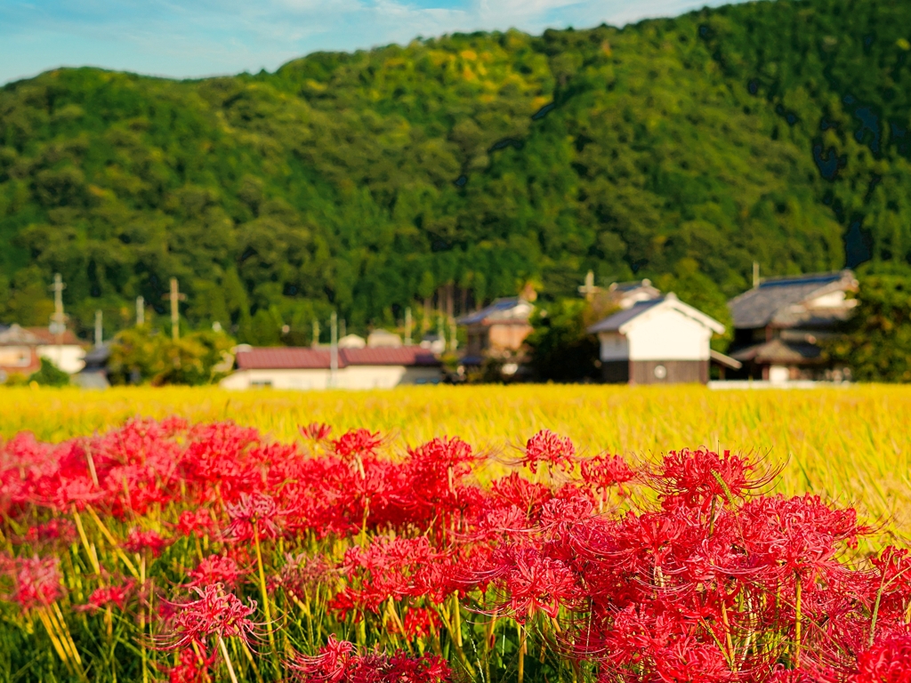 亀岡 彼岸花