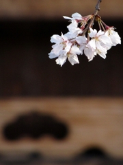 京都 祇園 さくら