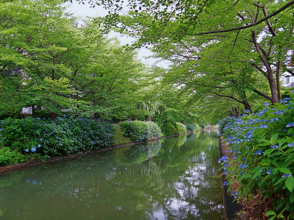 京都 伏見 あじさい