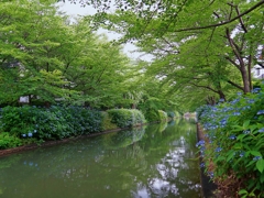 京都 伏見 あじさい