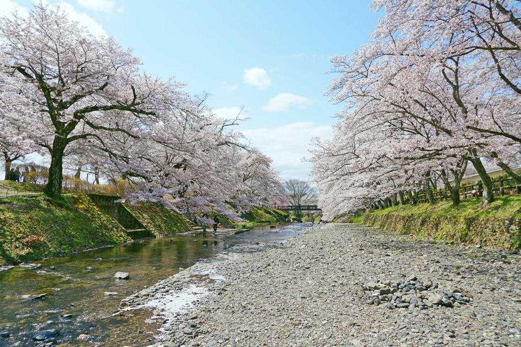 亀岡　七谷川　春からのプレゼント