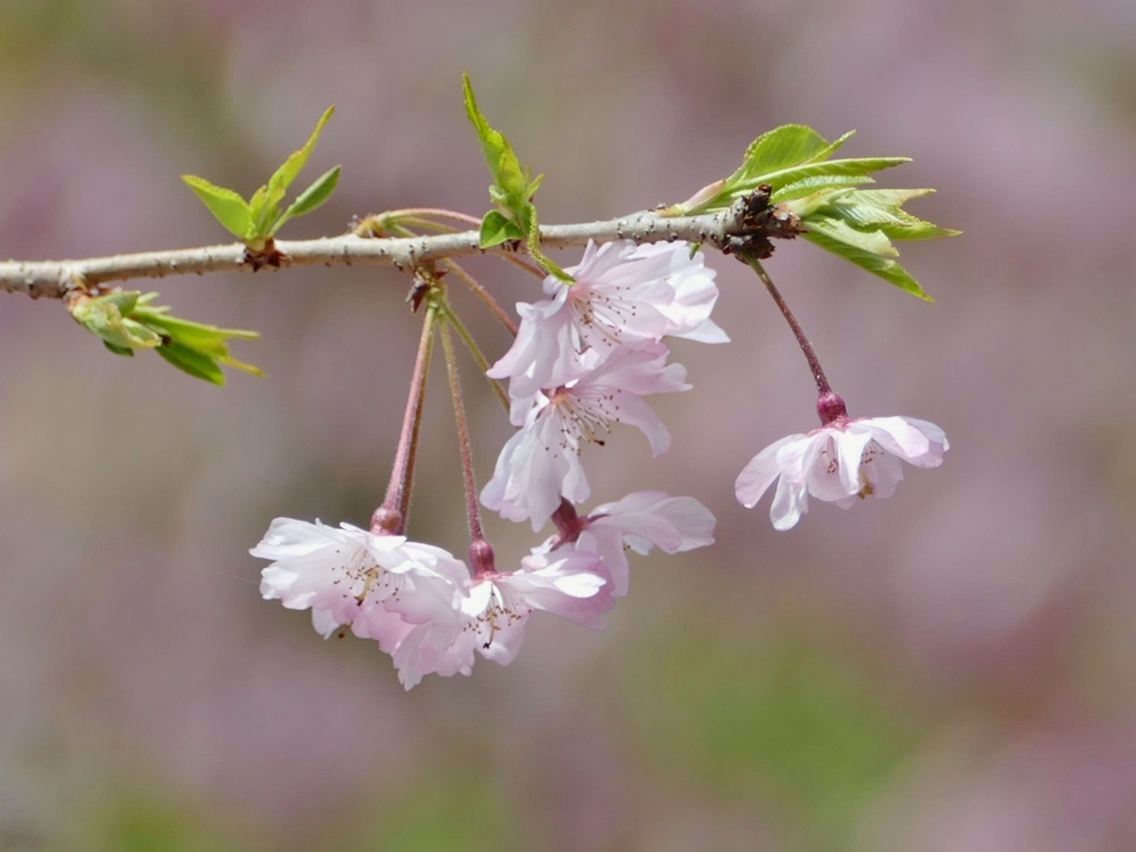 京都 平野神社 桜 II