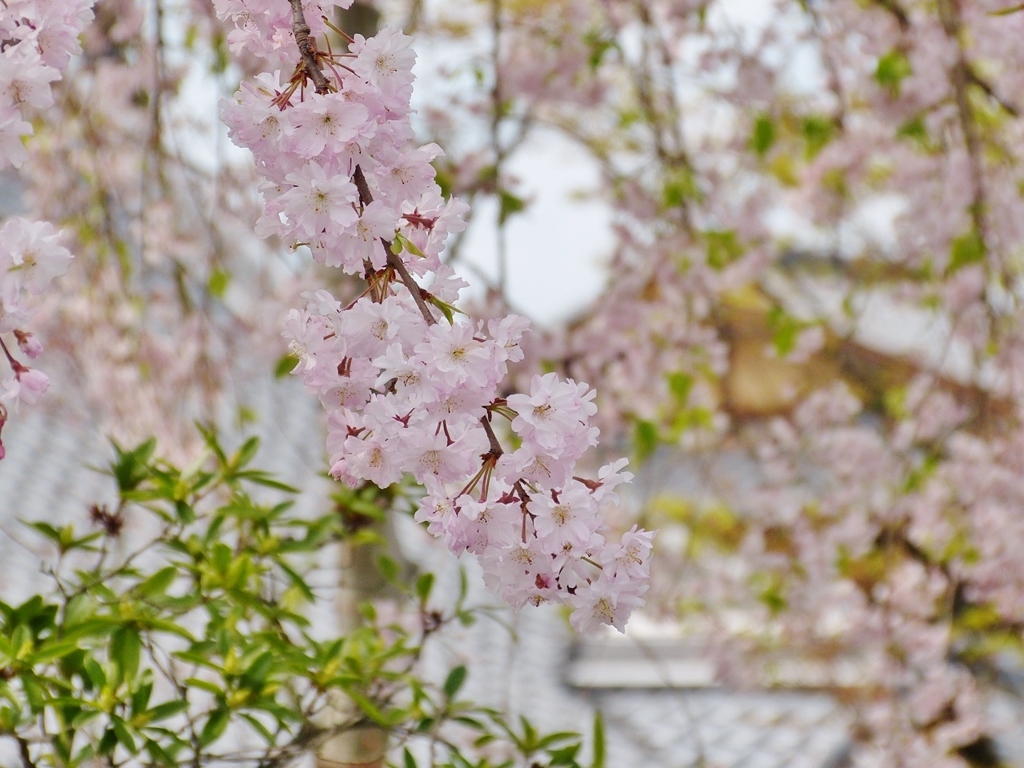 京都　桜と新緑のコンビ