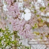 京都　桜と新緑のコンビ