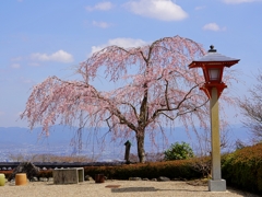 京都 善峯寺 しだれ桜