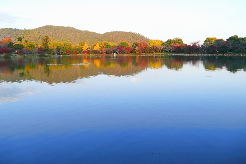 京都 大沢池 彩秋 II