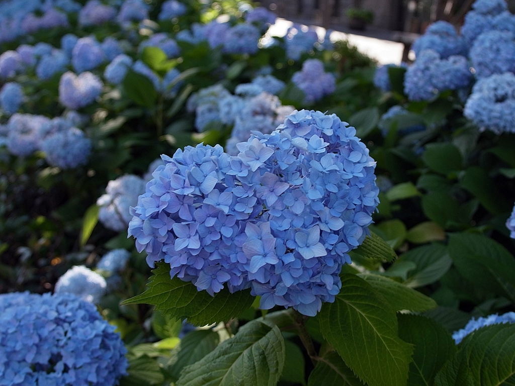 京都 あじさいのハート