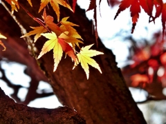 岡山 岡大 紅葉