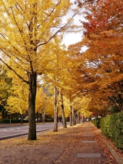 岡山 通学の道