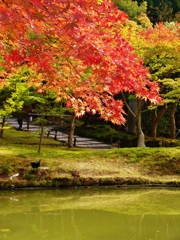 京都 臥龍池畔のかえで