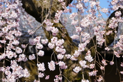 京都 産寧坂の春色 IV