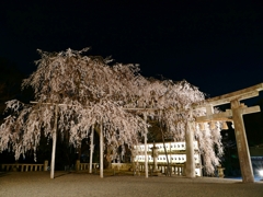 京都 大石神社 夜桜