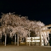 京都 大石神社 夜桜