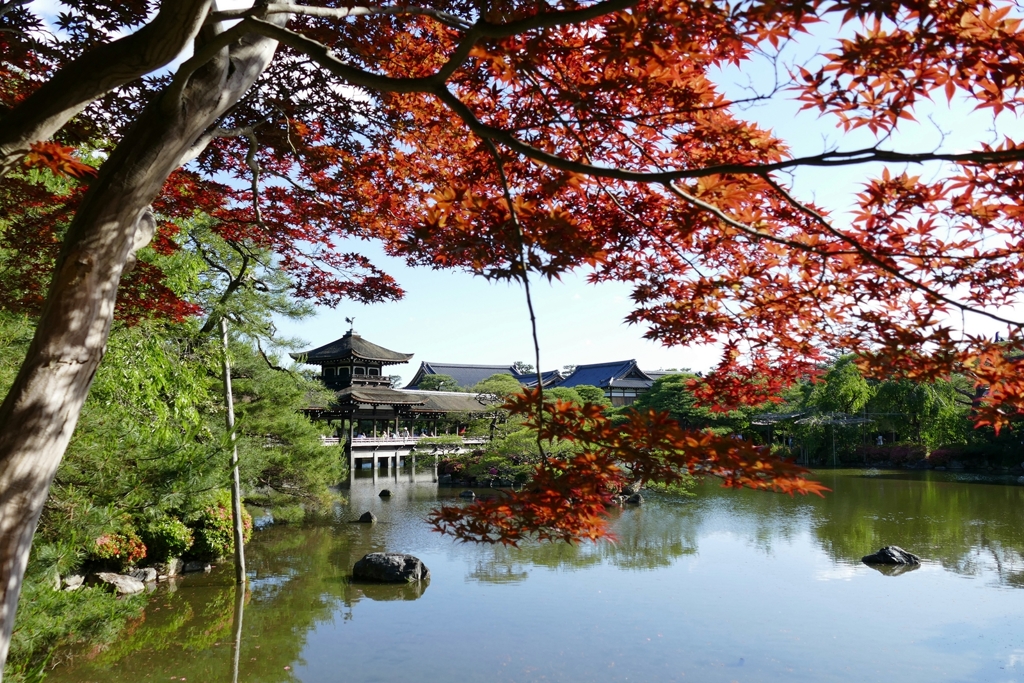 京都 平安神宮 夏紅葉