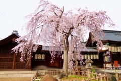 京都 県神社 しだれ桜