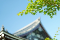 京都 智積院 爽やかな緑