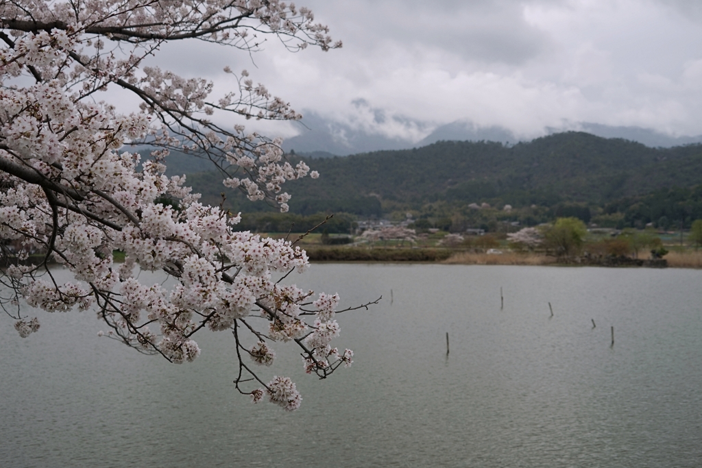 京都 春の広沢池