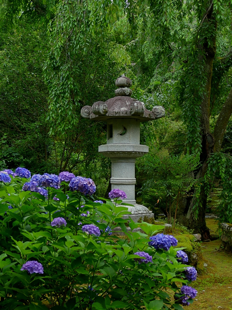 京都 天龍寺 あじさい