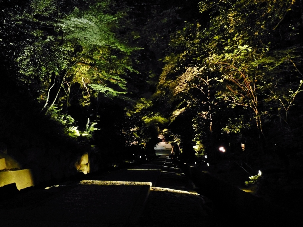 京都 高台寺 光の棧道