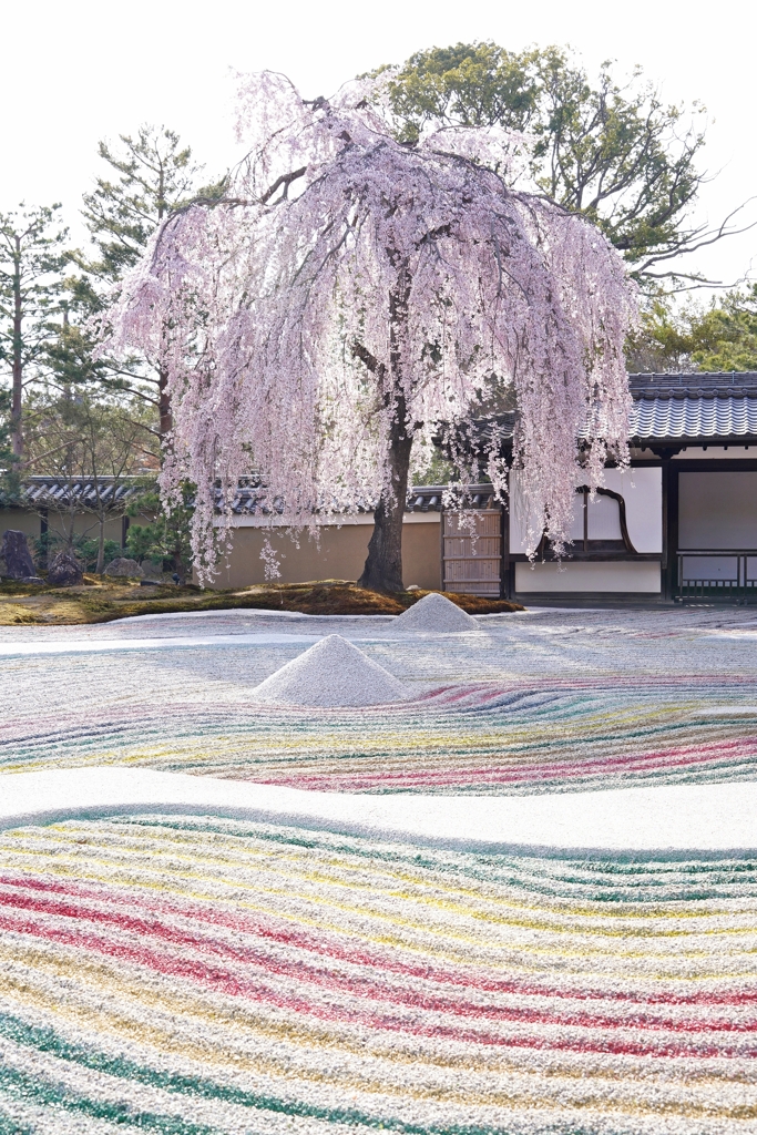 京都 高台寺 さくら