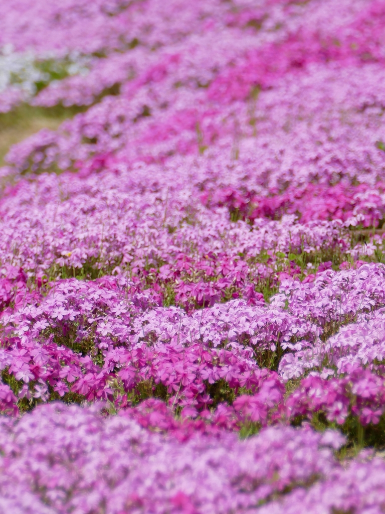 京都 芝桜の絨毯