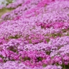 京都 芝桜の絨毯