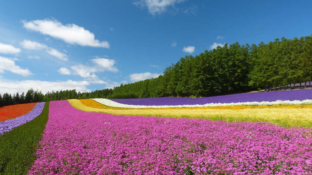 北海道 富良野の夏景色