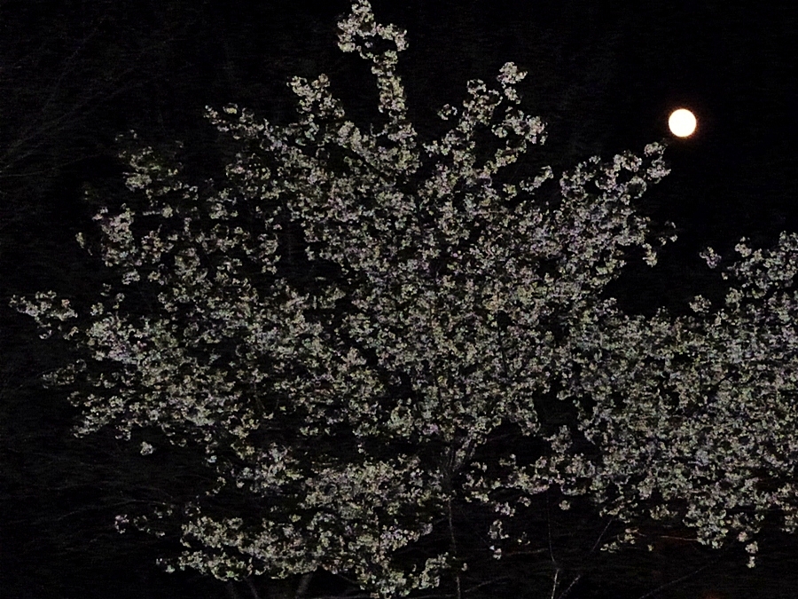 桜 満月の夜にて