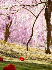 京都 城南宮 春の陽気