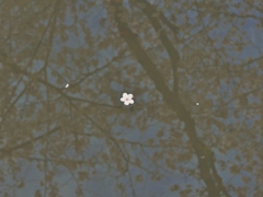 京都 水中の花びら
