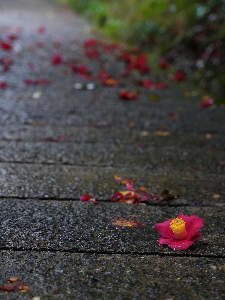京都 雨中の落椿