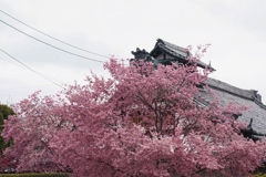 京都 長徳寺 桜