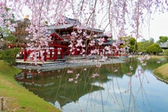 京都 平等院鳳凰堂 桜